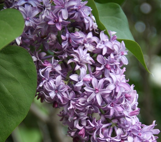 ''Royal Purple''  Syringa Hyacintiflora 